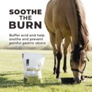 Daily Gold® - Horse Gut Supplements - Image 11