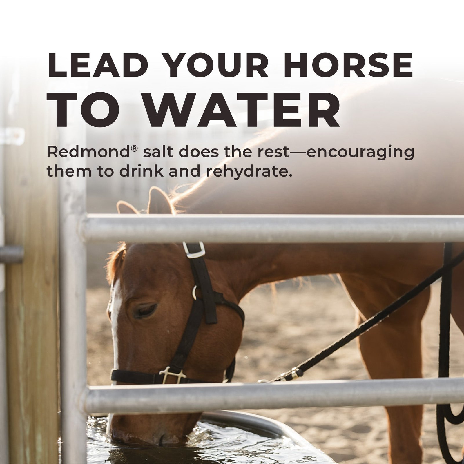 Daily Red® Crushed™ - Mineral Supplement for Horses - Image 7