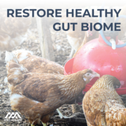 Redmond Poultry Electrolyte & Probiotic - Image 4